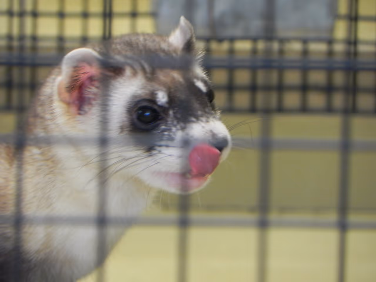 The Black-footed Ferret in the Zoo of Phoenix
