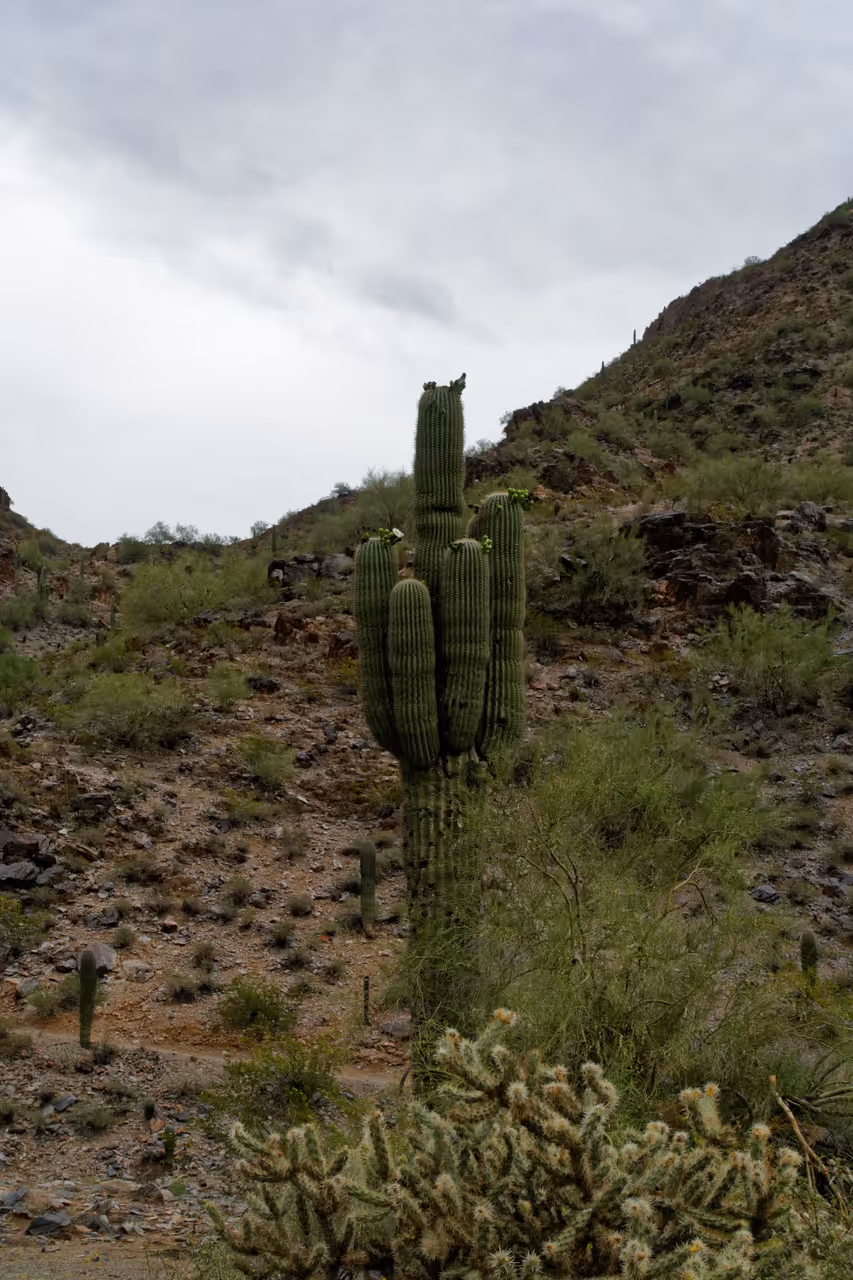 Hike the  mountains preserve in Phoenix