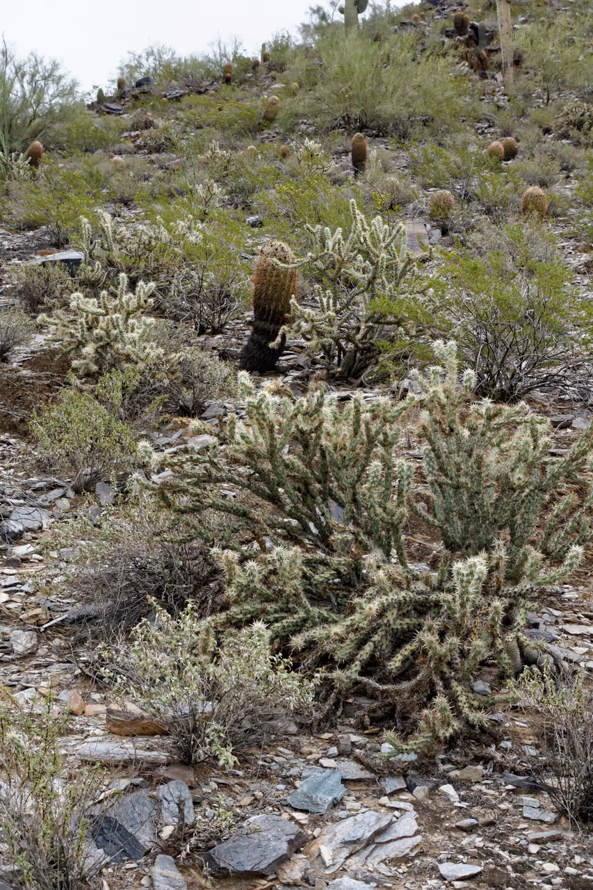 Hike the  mountains preserve in Phoenix