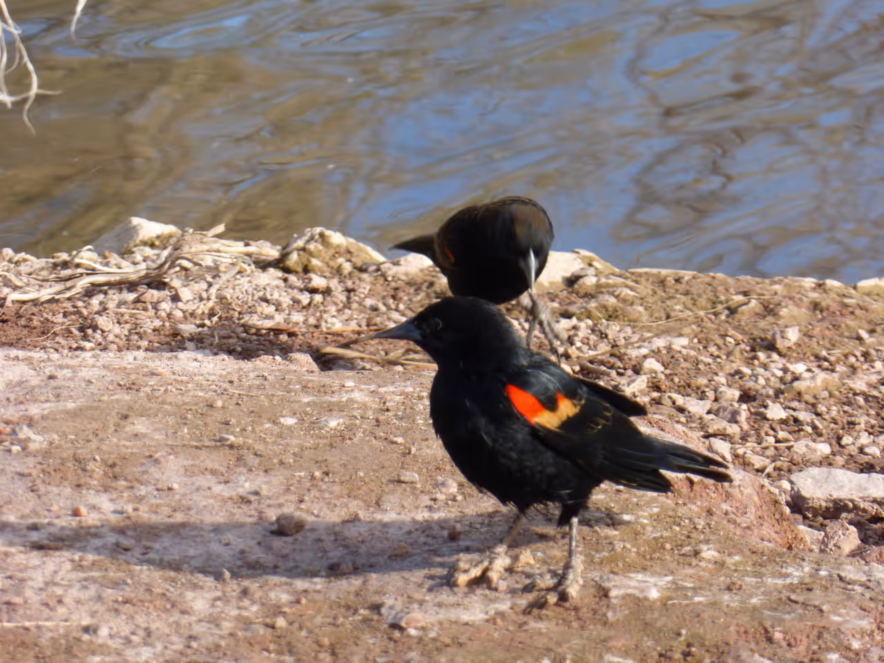 Red-Winged Blackbird in the Papago park, Phoenix