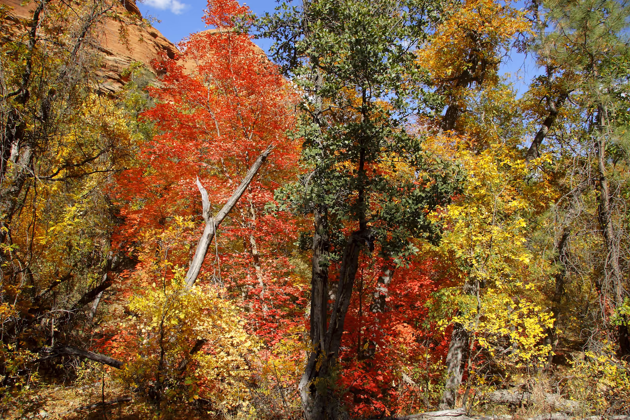 Autumn highlight in Phoenix